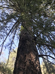 Pseudotsuga macrocarpa