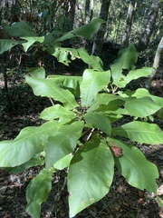 Magnolia