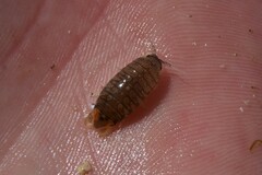 Cirolana harfordi