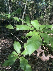Magnolia