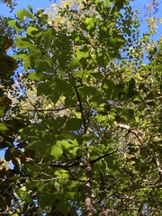 Magnolia