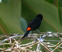 Ramphocelus flammigerus