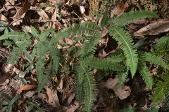 Dicranopteris