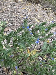 Anchusa
