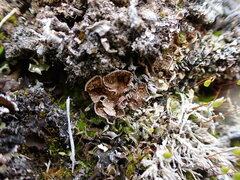 Illosporium carneum