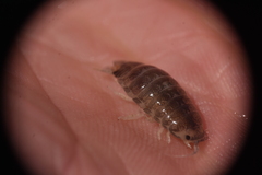 Cirolana harfordi