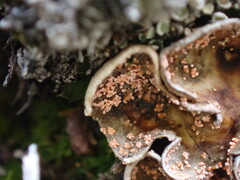 Illosporium carneum