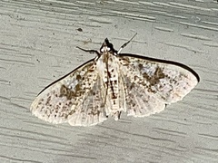 Palpita freemanalis