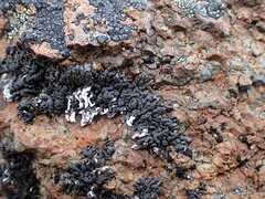 Lichinaceae