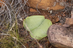 Haemanthus sanguineus