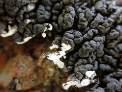 Lichinaceae