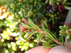Kalmia procumbens