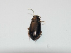 Selenophorus