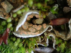 Illosporium carneum