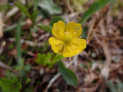 Ranunculus eschscholtzii
