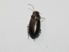 Selenophorus