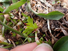 Ranunculus eschscholtzii