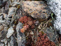 Sedum lanceolatum