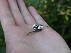 Beauveria bassiana