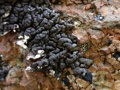 Lichinaceae