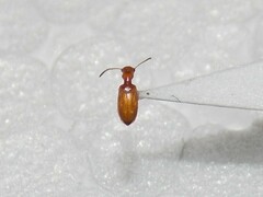 Ischyropalpus subtilissimus