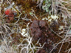 Deconica