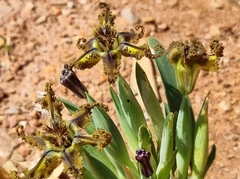 Ferraria variabilis
