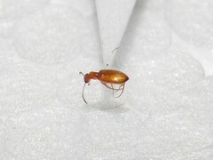 Ischyropalpus subtilissimus
