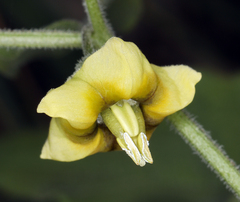 Physalis hederifolia fendleri