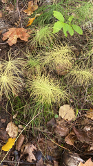 Equisetum pratense image