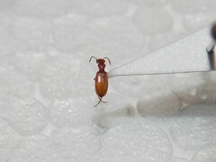 Ischyropalpus subtilissimus