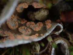 Illosporium carneum