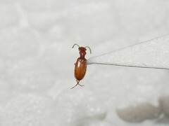 Ischyropalpus subtilissimus