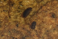 Gnorimosphaeroma oregonense