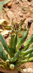 Ferraria variabilis