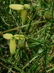 Albuca