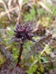 Pedicularis ornithorhynchos