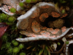 Illosporium carneum