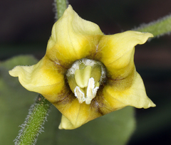 Physalis hederifolia fendleri