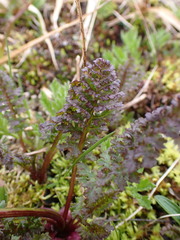 Pedicularis ornithorhynchos