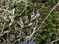 Salix arctica