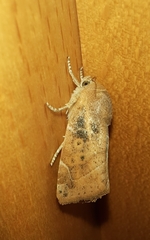 Cosmia affinis