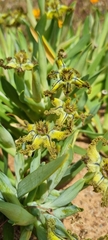 Ferraria variabilis