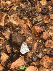 Leptotes cassius cassidula