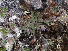 Polemonium pulcherrimum