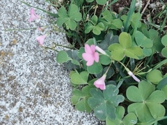 Oxalis articulata