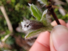 Salix arctica