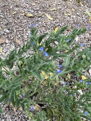 Anchusa