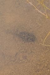 Anura