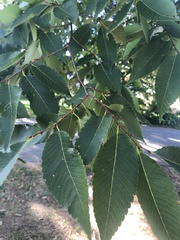 Ulmus americana